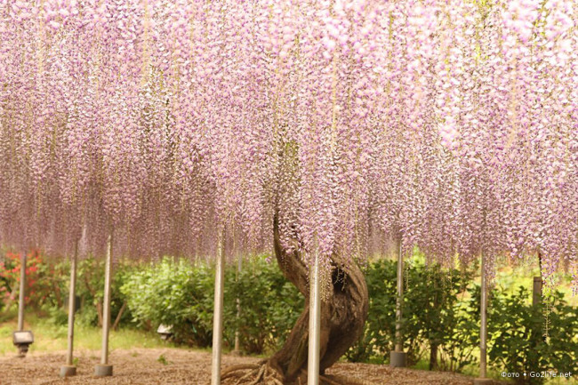Японский парк цветов Асикага