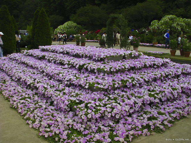 Японский парк цветов Асикага