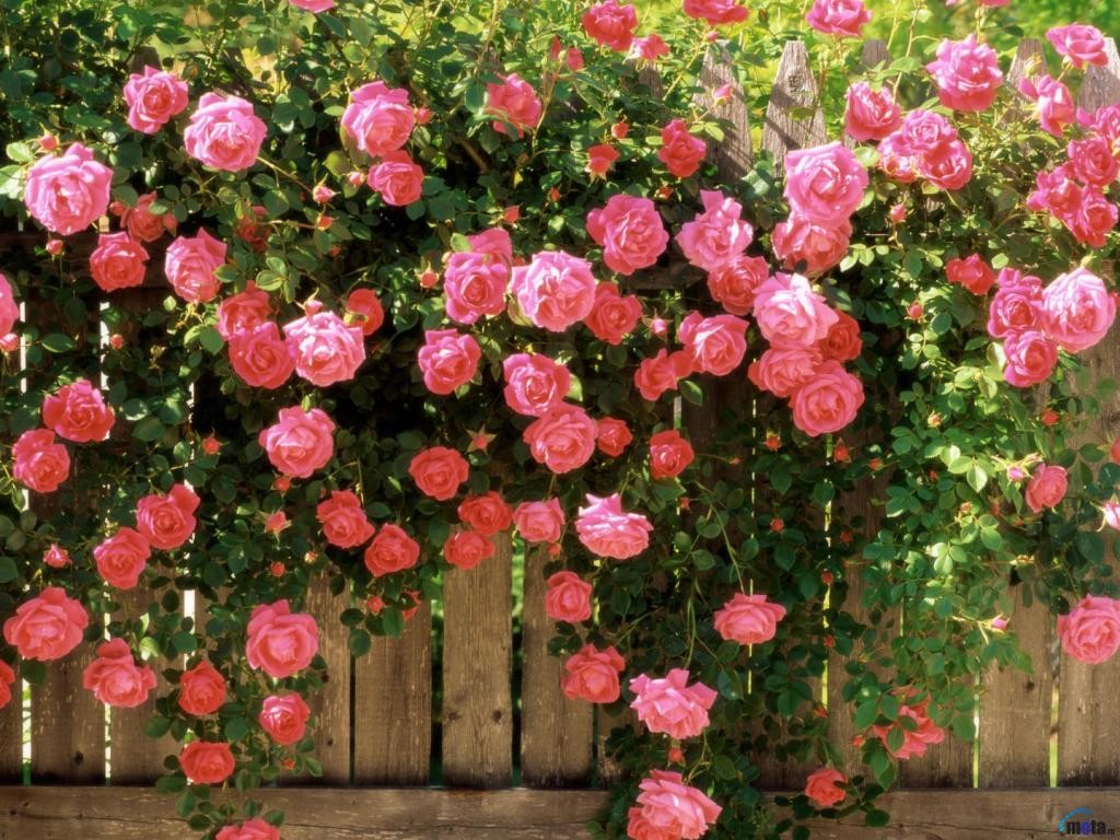 розовые розы фото