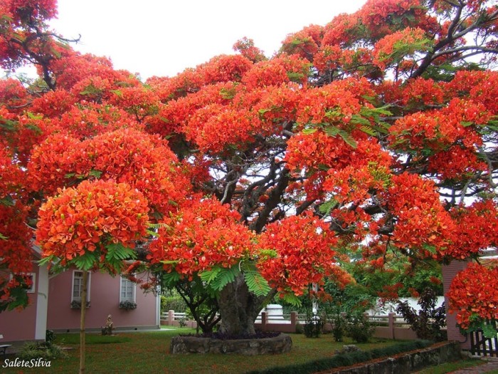 самые красивые деревья в мире