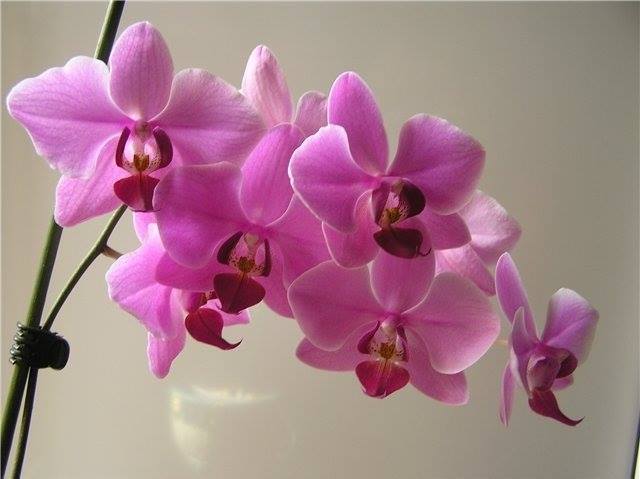  Уход за орхидеями в домашних условиях.