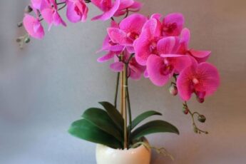Уход за орхидеями в домашних условиях. Помощь начинающему орхидеисту
