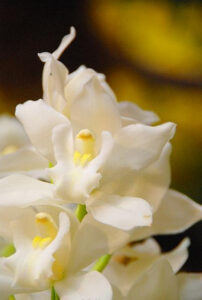 Международный фестиваль орхидей в ментоне