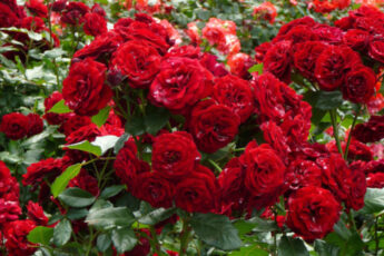 красивые розы, красные розы