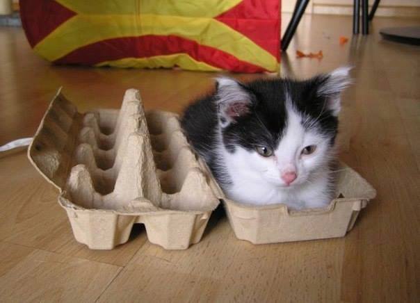 коты и коробки