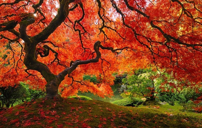 самые красивые деревья в мире
