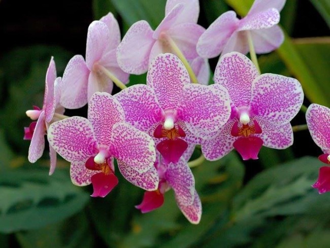 Уход за орхидеями в домашних условиях.