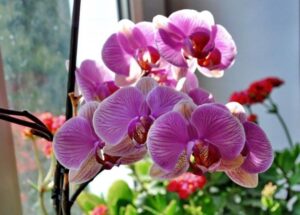 уход за орхидеями
