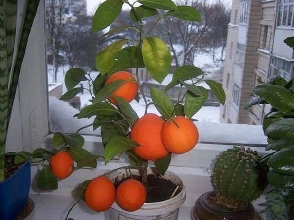 Как вырастить мандарин из косточки в домашних условиях. 