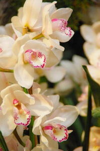 Международный фестиваль орхидей в ментоне