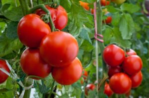 как вырастить рассаду в квартире, когда сеять семена на рассаду, когда сеять томаты на рассаду, когда сеять помидоры на рассаду